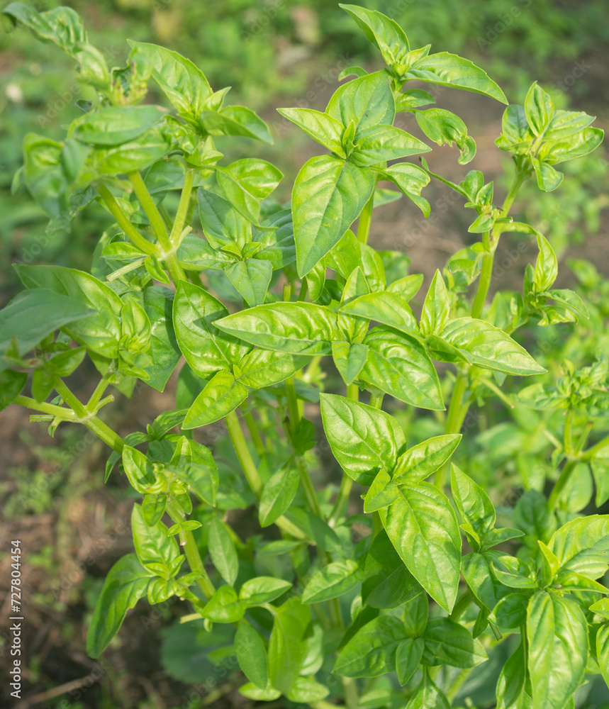 Basil plant growing in the garden Basil plant growing in the garden