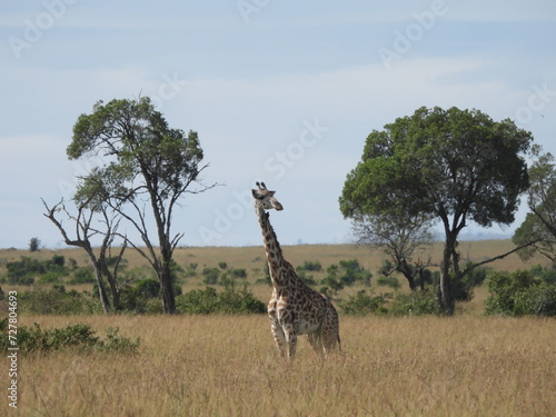 Photography Giraffe in Africa