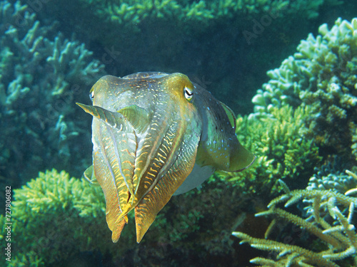 Sepia ganz nah! Dieser Tintenfisch schillert in immer anderen Farben und scheint mit der Unterwasserfotografin Ute Niemann zu kommunizieren. Unterwasserfoto im Korallenriff von Raja Ampat, Indonesien