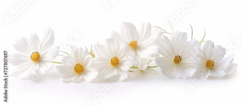 White Cosmos Flowers Isolated on a White Background: A Delicate Display of White Cosmos Flowers in a Serene and Impressive Isolated Setting © TheWaterMeloonProjec