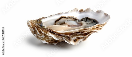 Fresh Oyster on Isolated White Background - Freshness Meets Elegance with a Isolated White Background showcasing a Delightful Fresh Oyster