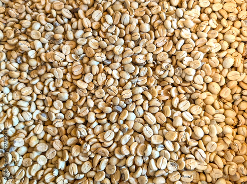 Photography Freshly picked coffee beans before roasting