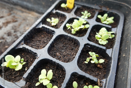seedbed with small lettuce plants sprouting in a warm greenhouse bed