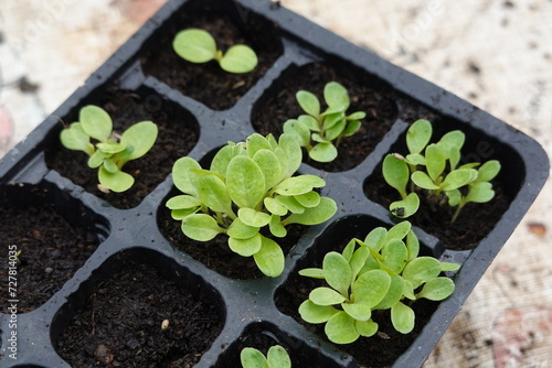 young lettuce plants close together in the seedbed, ready to be separated in the pricking out