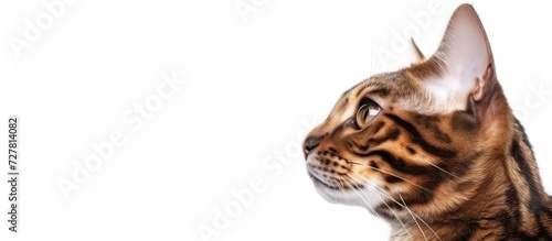 Beautiful Bengal Cat in the foreground against a White Background