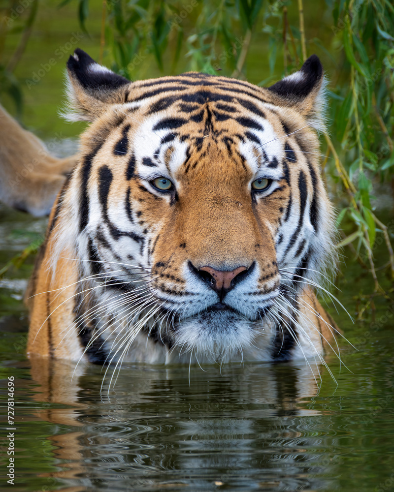 Obraz premium Vertical closeup of a Siberian tiger in a lake