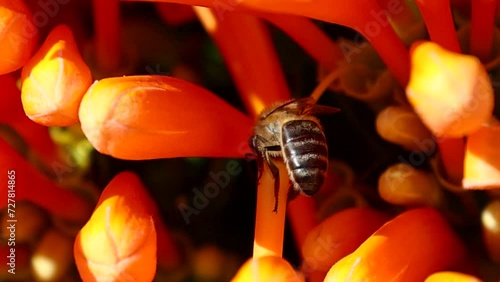 A western honey bee or European honey bee (Apis mellifera) is polinizing and collecting nectar from a pyrostegia venusta, also commonly known as flamevine or orange trumpet vine photo