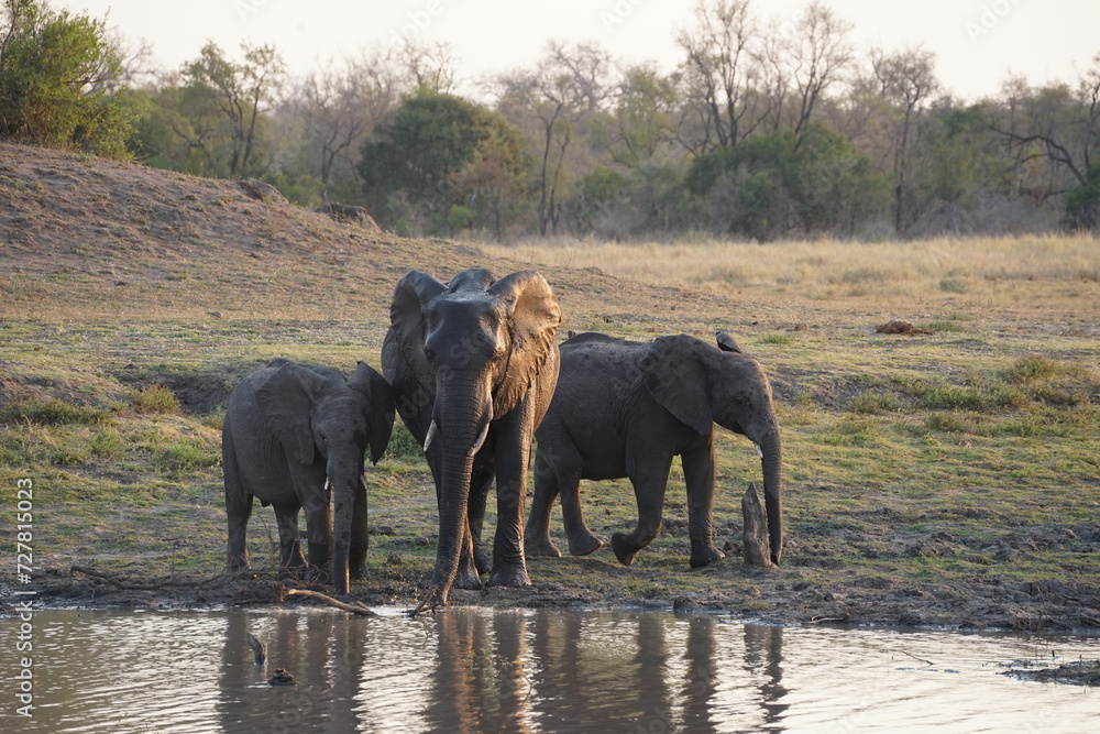 Fototapeta premium éléphant safari afrique