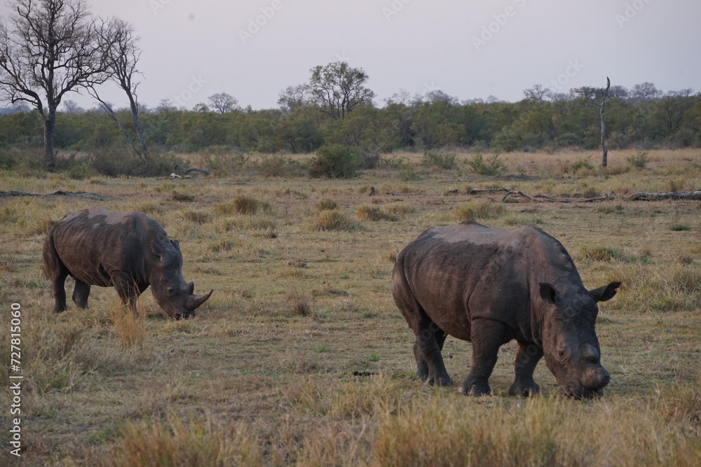 Fototapeta premium rhinocéros afrique
