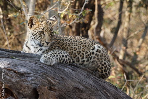 léopard safari afrique © Elo Voyage