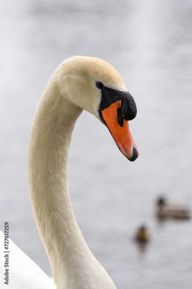 portrait of a swan on the water portrait of a swan on the water