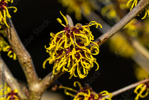 Vászonkép Hamamelis mollis (witch hazel) a winter spring flowering tree shrub plant which