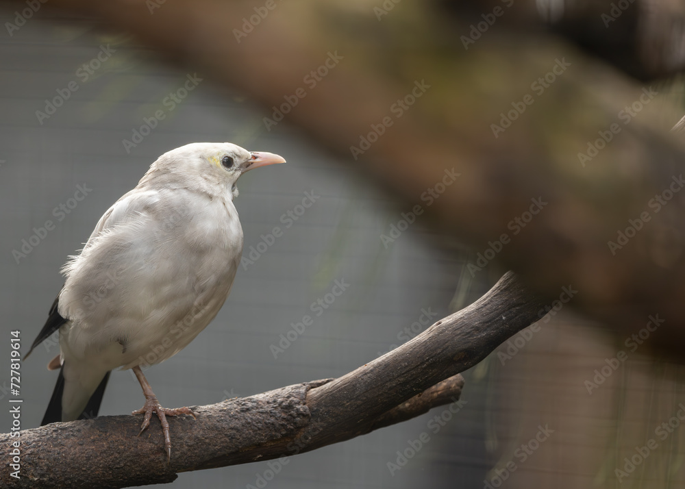 Wattled Starling (Creatophora cinerea) in East Africa Wattled Starling (Creatophora cinerea) in East Africa