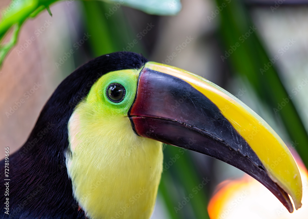Fototapeta premium Yellow-throated Toucan (Ramphastos ambiguus) in Central and South America
