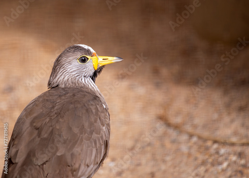 Wattled Lapwing  Vanellus senegallus  in Sub-Saharan Africa