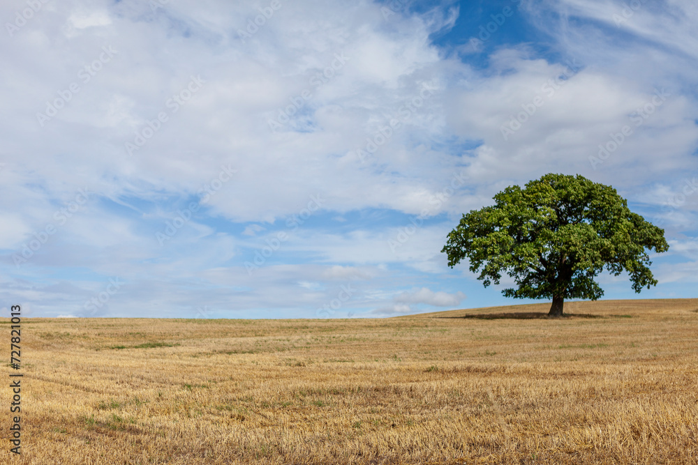 Tree On A Field In Bidford-On-Avon, Warwickshire, England