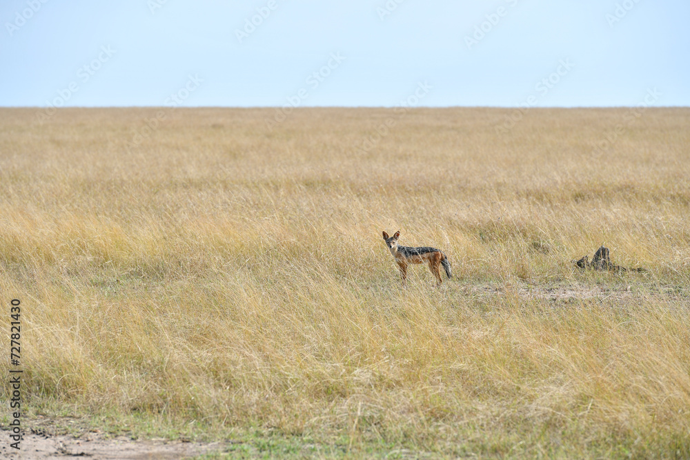 Naklejka premium jackal in the wild of Africa