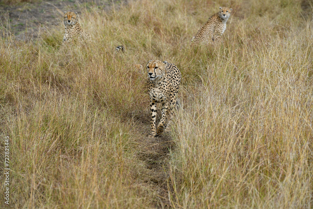 cheetah in the vast wilderness of Africa cheetah in the vast wilderness of Africa