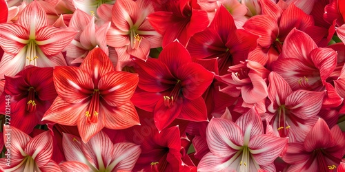 Vibrant bloom of red and pink flowers. a close-up floral background. perfect for greetings or celebrations. royalty-free and full of life. AI © Irina Ukrainets