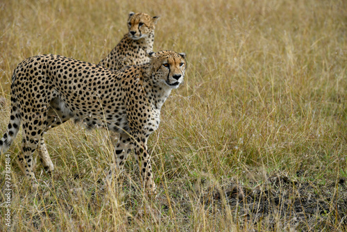cheetah in the vast wilderness of Africa