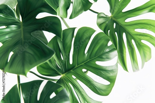 A detailed view of a plant with vibrant green leaves. Ideal for nature-themed designs and botanical projects