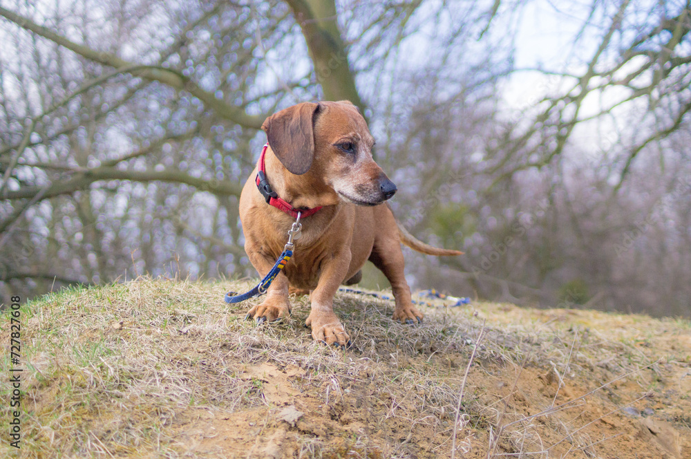 Brown puppy dachshund with red collar walking in the park and enjoying the autumn fall weather Brown puppy dachshund with red collar walking in the park and enjoying the autumn fall weather