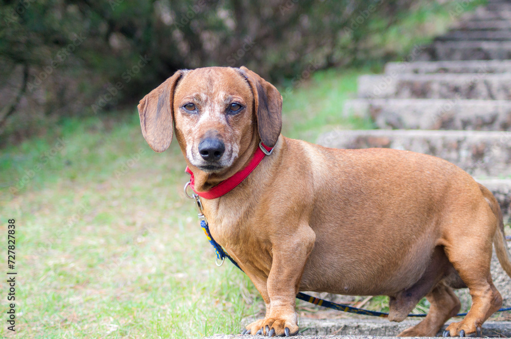 Brown puppy dachshund with red collar walking in the park and enjoying the autumn fall weather Brown puppy dachshund with red collar walking in the park and enjoying the autumn fall weather