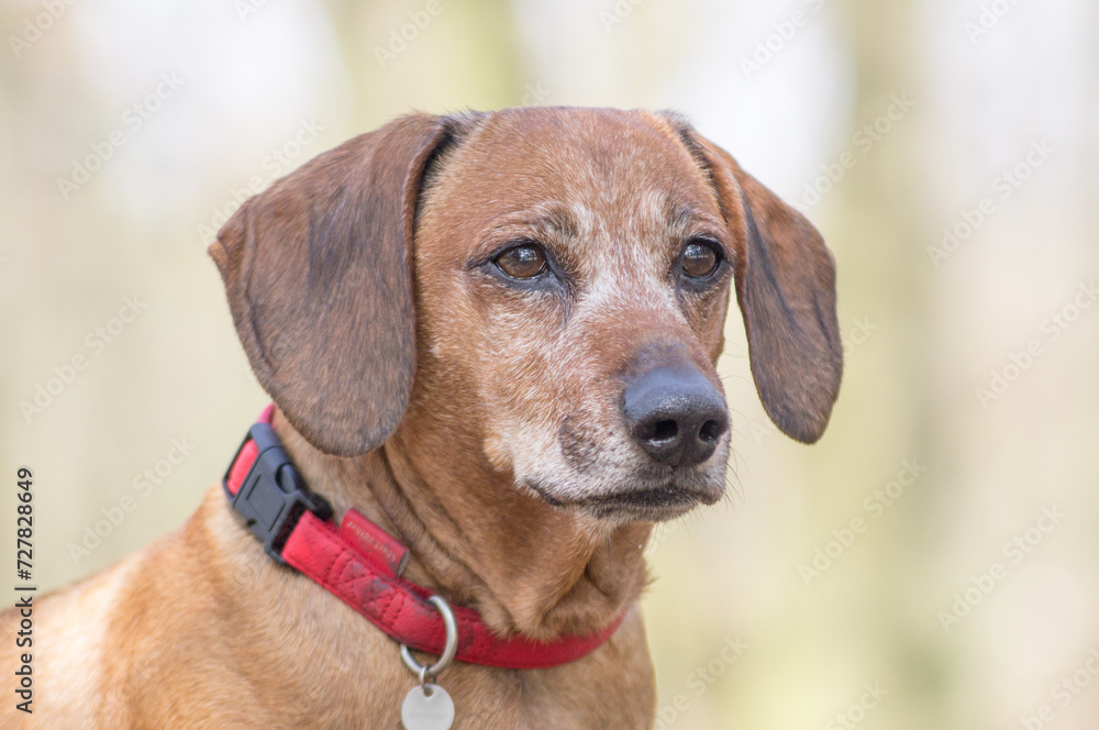 Brown puppy dachshund with red collar walking in the park and enjoying the autumn fall weather Brown puppy dachshund with red collar walking in the park and enjoying the autumn fall weather
