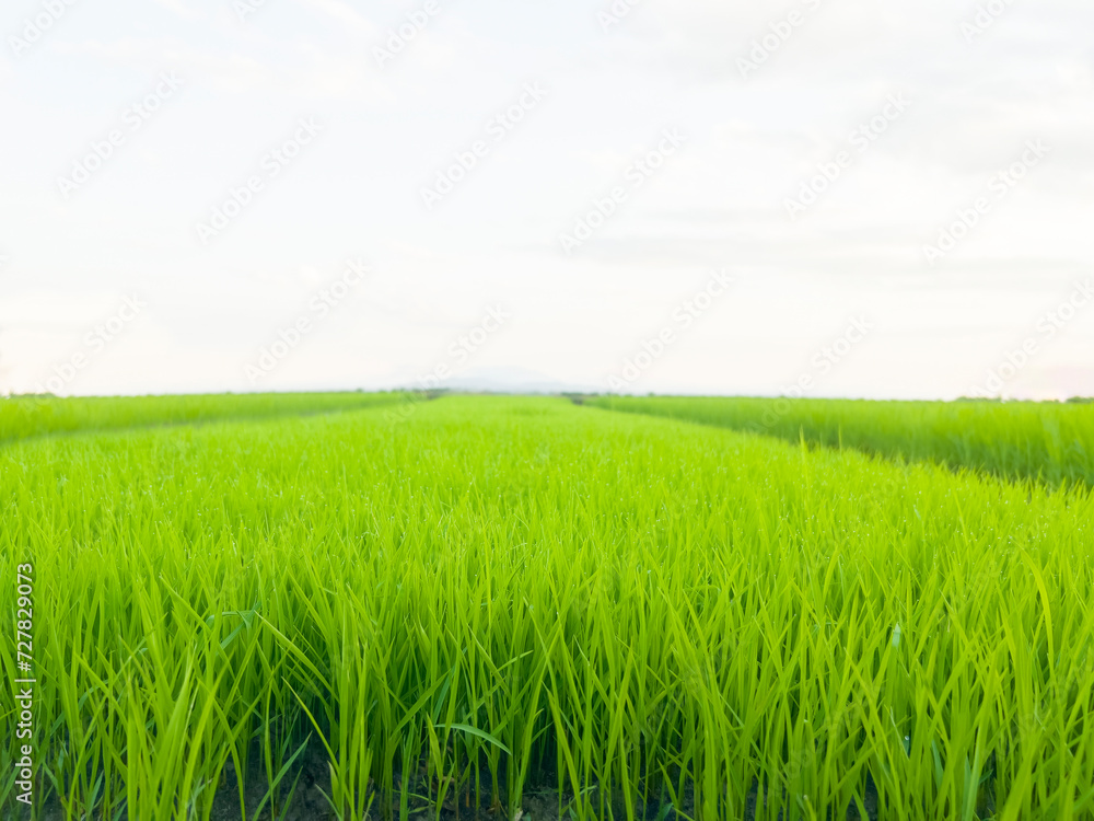 Summer landscape with green rice plants blue sky and clouds in rural environments. Summer landscape with green rice plants blue sky and clouds in rural environments.