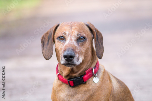 brown puppy dachshund playing in the park with ball and stick