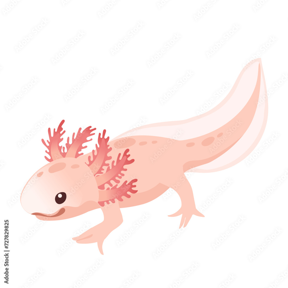 Cute cartoon axolotl pink color amphibian animal vector illustration isolated on white background