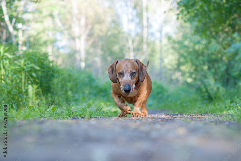 brown puppy dachshund playing in the park with ball and stick