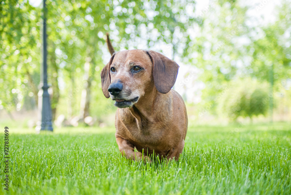brown puppy dachshund playing in the park with ball and stick brown puppy dachshund playing in the park with ball and stick