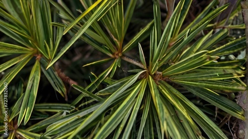 close up of pine leaf 