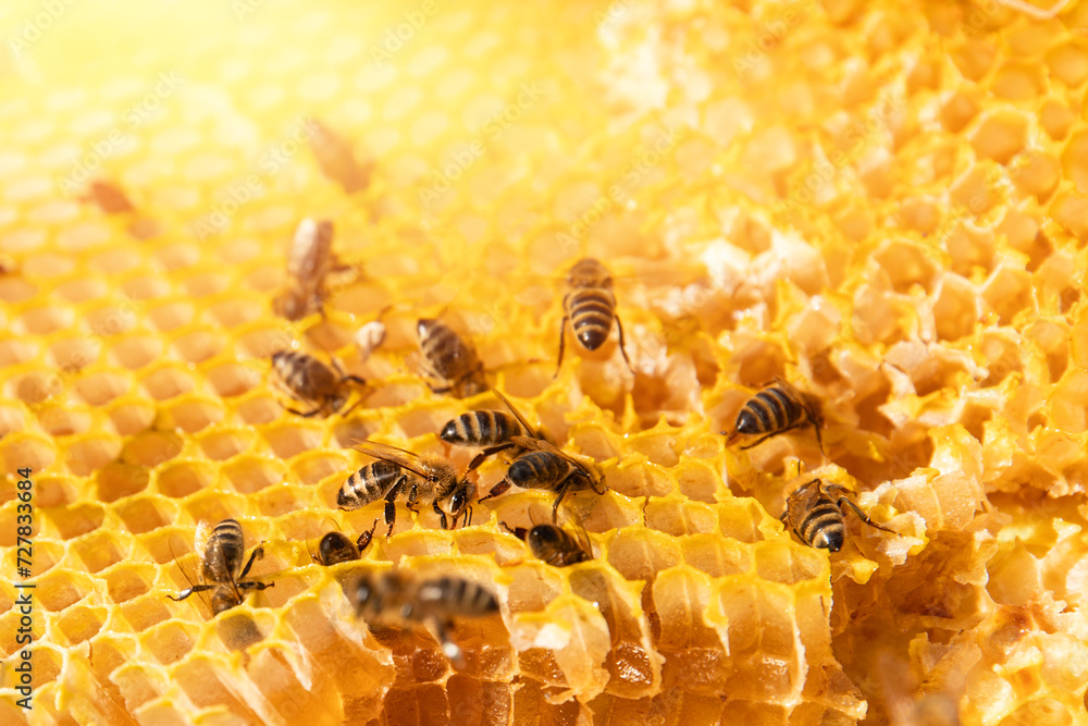 pszczoła miodna na plastrze miodu - obrazy, fototapety, plakaty 