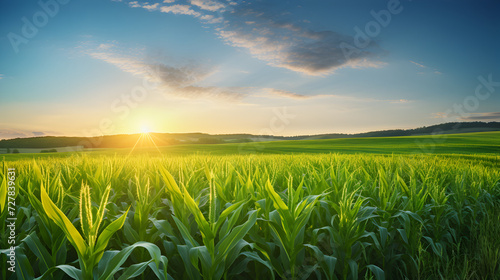 Green corn field and bright sunrise against the blue sky © Bella