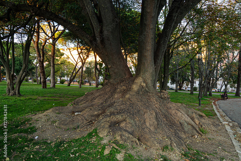 Obraz premium evergreen tree, Ombú (Phytolacca dioica) in Lisbon, Portugal