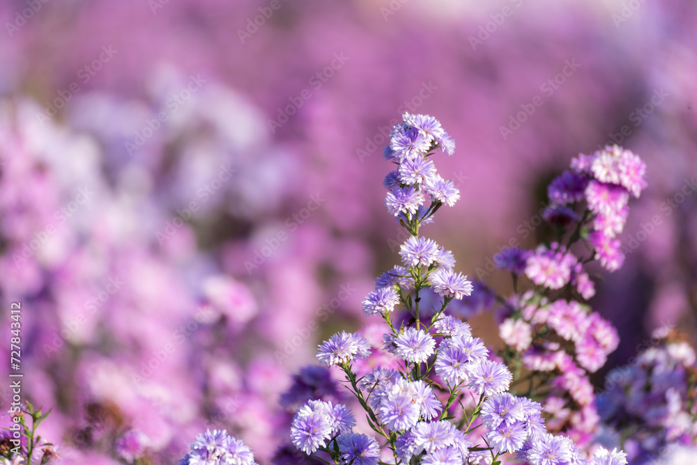 Purple Pastel margaret flower floral soft nature blossom blurred background. Pastel violet romance bloom spring season. Magenta petals blossom in beautiful garden. Close-up violet floral wildflower