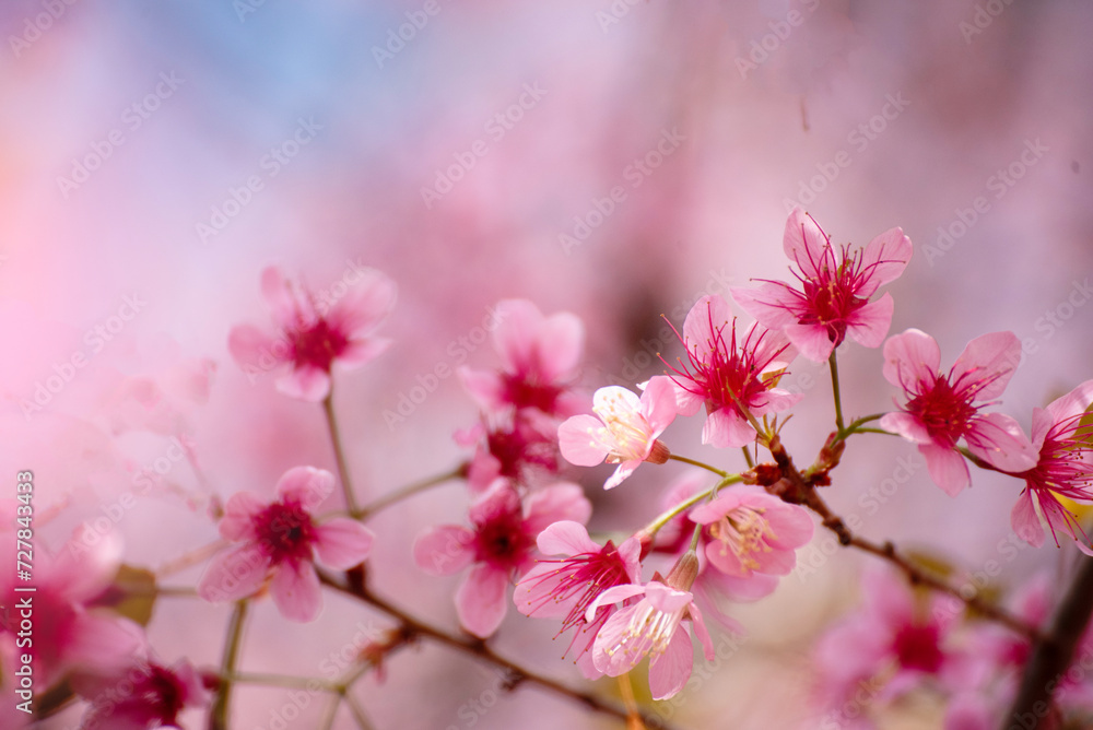 Pink Pastel flower floral soft nature blossom blurred background. Vintage retro romance plum botanical bloom spring season. Blurry Cherry blossom petals plant in beautiful garden. Backdrop template Pink Pastel flower floral soft nature blossom blurred background. Vintage retro romance plum botanical bloom spring season. Blurry Cherry blossom petals plant in beautiful garden. Backdrop template