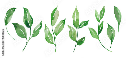 Watercolor green, mint, lilac wild leaves set. Isolated on white background. Hand drawn floral illustrations. For wallpaper, postcard, print, invitations, patterns, poster, packaging, linens