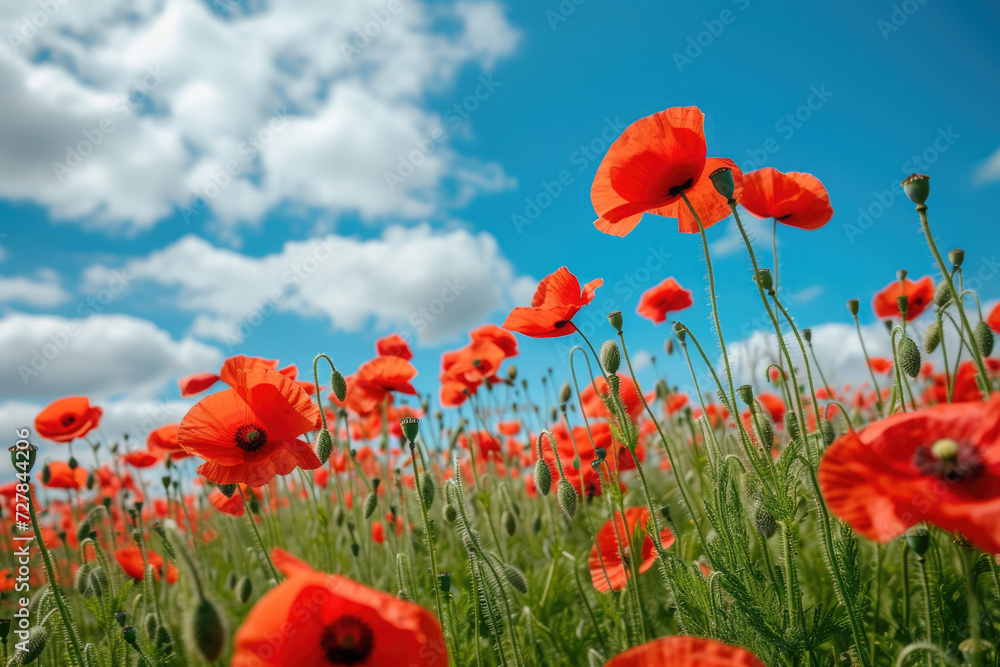 field of poppies, with a blue sky and white clouds field of poppies, with a blue sky and white clouds