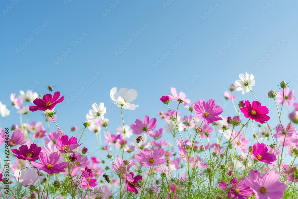 field of blooming cosmos flowers under a clear blue sky