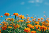field of blooming marigolds under a clear blue sky. The flowers are a vibrant orange, their color a cheerful sign of spring