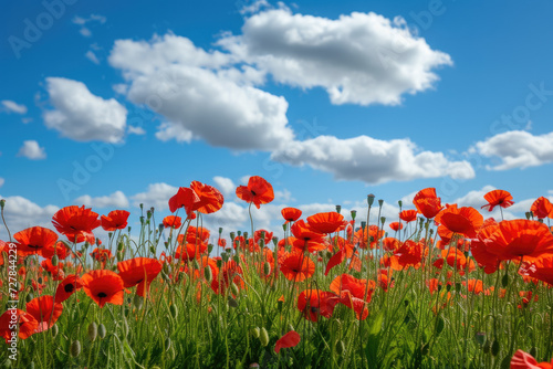 field of poppies  with a blue sky and white clouds