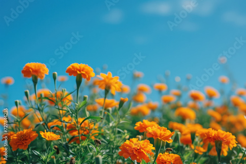 field of blooming marigolds under a clear blue sky. The flowers are a vibrant orange  their color a cheerful sign of spring