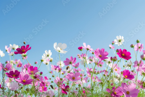 field of blooming cosmos flowers under a clear blue sky © Formoney