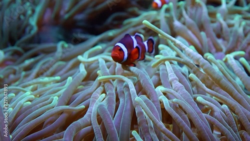 Clownfish swimming among toxic anemones photo