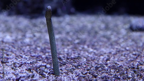 Spotted garden-eel, Heteroconger hassi photo