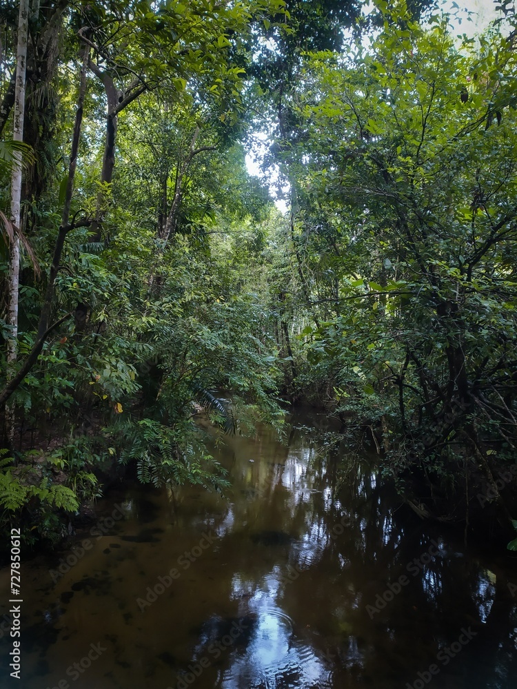 A lush green forest bathed in golden sunlight, highlighting the harmony between nature and sunlight. A lush green forest bathed in golden sunlight, highlighting the harmony between nature and sunlight.