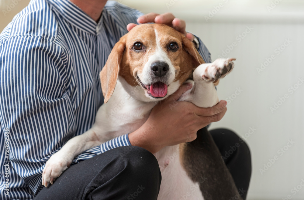 Close up Veterinarian examines customer's dog in the animal hospital